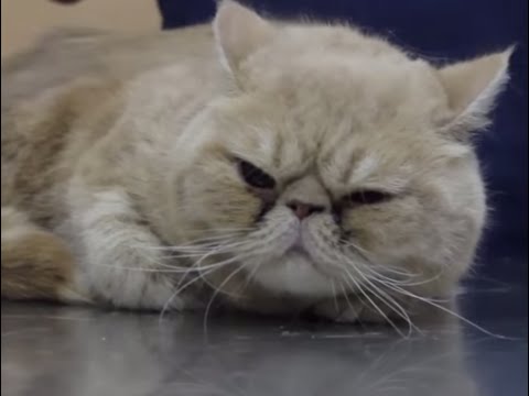 CATS – Brachycephalic cats, a common syndrome in Exotic and Persian cats