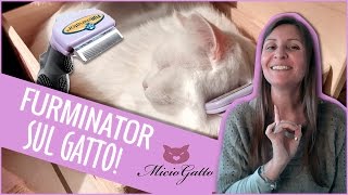 Furminator sul GATTO: ecco la mia recensione e dimostrazione ♥♥♥