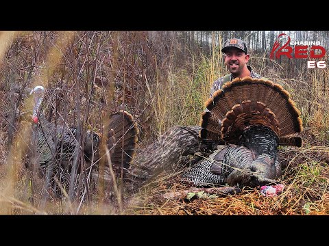 Big Timber Gobbler In Alabama At The Final Hour #hunting #turkeyhunting