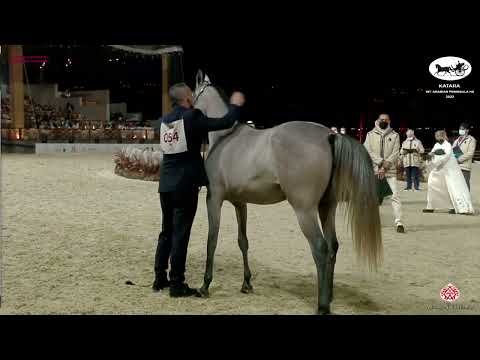 N 54 DUJA AL RAYYAN   Katara Int  Arabian Peninsula Horse Show 2022   Fillies 2 Years Old Class 2A