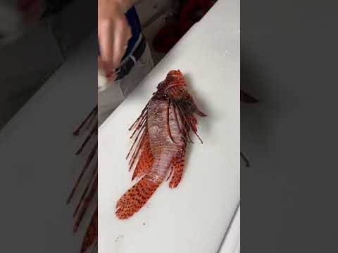 Lionfish are a delicious invasive species! #lionfish #reef #spearfishing #scubadiving