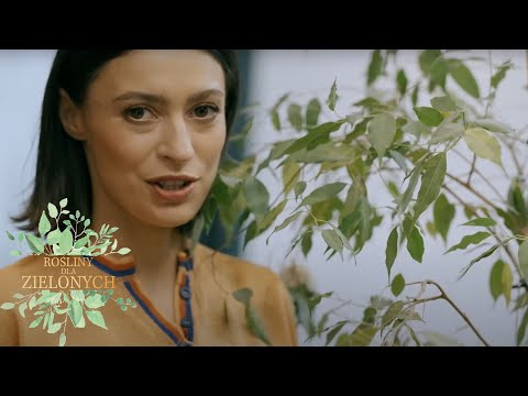 Ficus benjamina to kapryśna roślina - jak zapewnić mu najlepsze warunki w mieszkaniu?