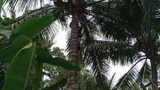 Download lagu ALAT PANJAT KELAPA MODERN PRAKTIS mp3 Download lagu ALAT PANJAT KELAPA MODERN PRAKTIS mp3