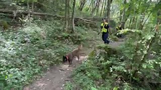 Pamela Genini, così i cani addestrati stanno cercando i resti profanati