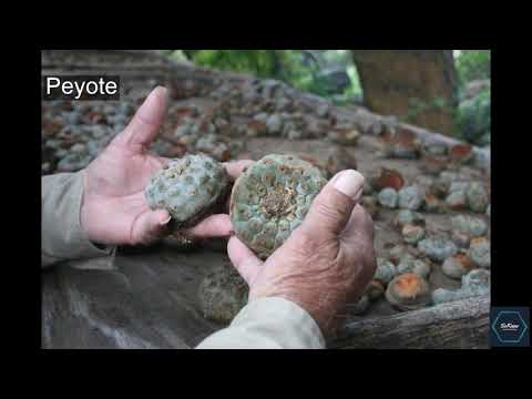 Peyote : Who, what and where? | SoKnow
