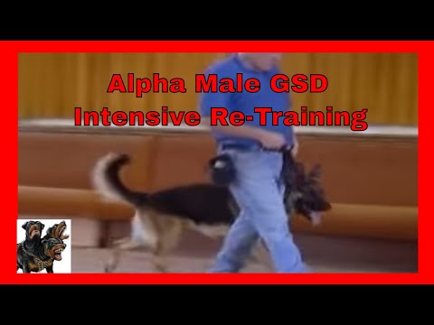German Shepherd - Alpha Male obedience re-training.