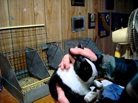 download lagu mp3 mp4 Dutch Bunny Size, download lagu Dutch Bunny Size gratis, unduh video klip Dutch Bunny Size