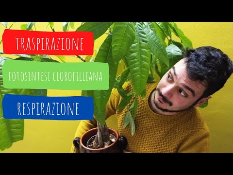 LA FOTOSINTESI CLOROFILLIANA, TRASPIRAZIONE e  RESPIRAZIONE spiegate FACILI