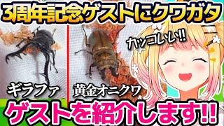 自身の3周年スペシャルゲストに"飼っているクワガタ達"を紹介するという、斬新な記念配信をするねねちw【ホロライブ切り抜き/桃鈴ねね】