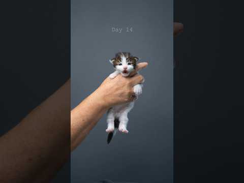 Maine Coon Kitten growing up 📈🐱 #furryfritz #catographer #kitten #cat #growingup #cat #mainecoon