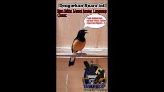 Download lagu SUARA MURAI BETINA PANGGIL MURAI JANTAN mp3
