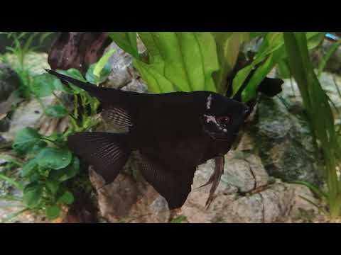 1000 liter aquarium update. Moving on to plants.