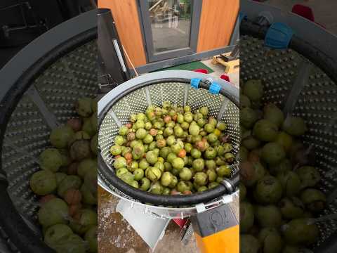 KOMA 100 Mikserli Ceviz Soyma Makinesi