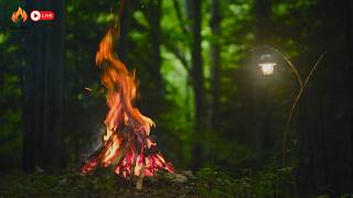 The Sound of a Campfire Burning in the Forest | The Perfect Environment for Concentrated Studying