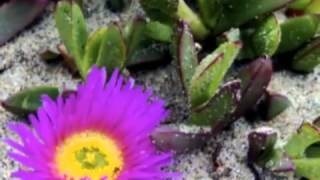 Gayatri Mantra Meditation Deva Premal