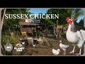 From Coop to Saloon: Wild West Chicken Habitat Build | Planet Zoo