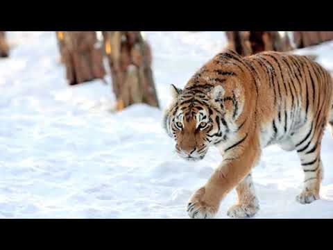 Tiger Tango - Hamilton/Earley - Cyril Stapleton and his Orchestra - Decca F.10735