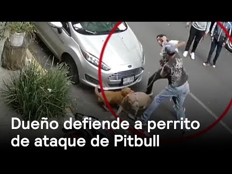 Dueño defiende a perrito de ataque de Pitbull - CDMX - En Punto con Denise Maerker