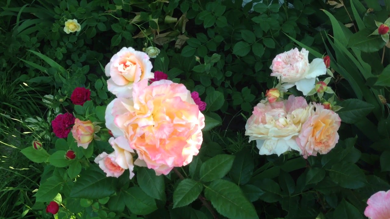 Роза Августа Луиза 9 июня 2018 г.