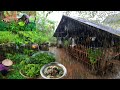 Full Video Of Rainy Day In Countryside Harvest Village Cooking Harvesting