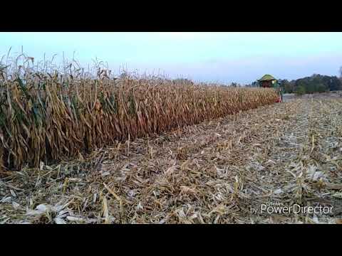 KuKurydza na ziarno 2018. Usługi Agro-Piotras