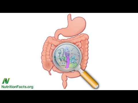 Fecal Transplants for Aging and Weight Loss