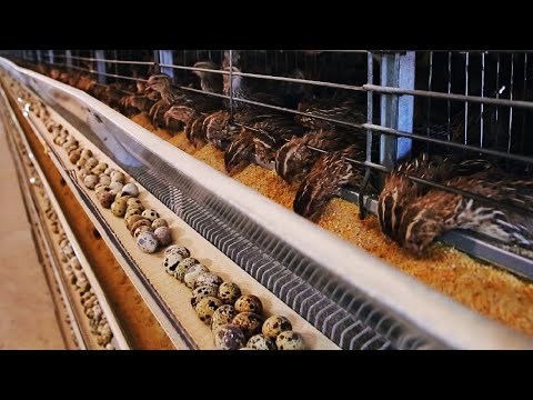 How Quail Farm Make Million Eggs and Meat - Inside Modern Quail Farm - Quail Meat Processing