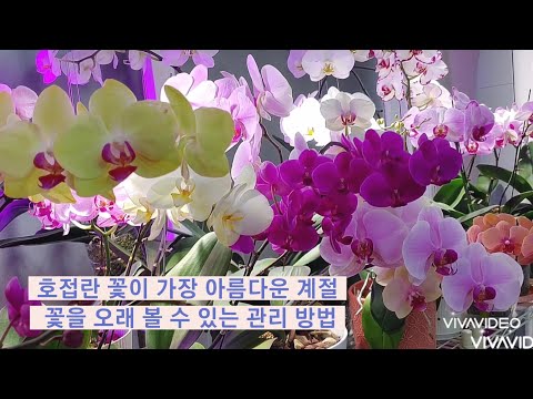 , title : '호접란 꽃이 가장 아름다운시기, 꽃을 오래 볼 수 있는 환경과 관리 방법.How to keep & for Phalaenopsis flowers for long time.'
