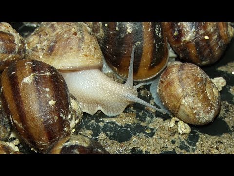 Produção de escargot em Nova Friburgo tem mais de 50 mil moluscos