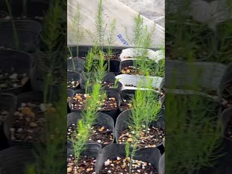 園芸 ピレネーオルニソゲール、食用アスパラガス