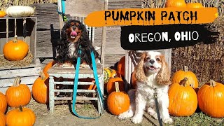 🐶  Dog-Friendly Pumpkin Patch in Oregon, Ohio | Pet Friendly Activities in Ohio