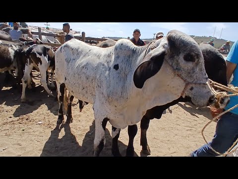 FEIRA DO BEZERRO EM CAPOEIRAS PERNAMBUCO 05 de dezembro de 2025