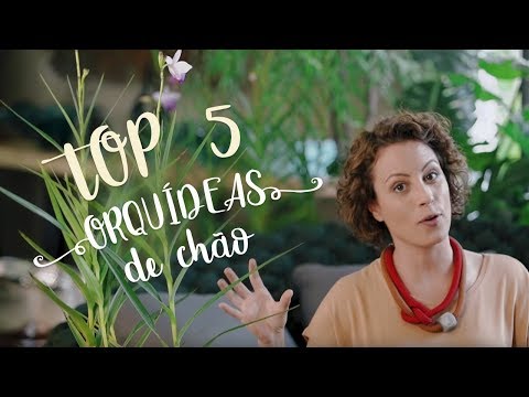 , title : 'TOP 5 ORQUÍDEAS DE CHÃO'