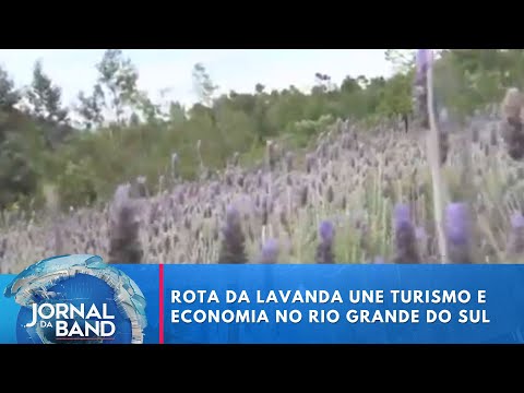Rota da Lavanda une turismo e economia no Rio Grande do Sul | Jornal da Band