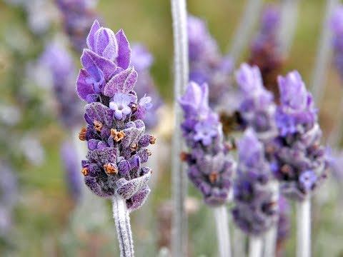 download lagu mp3 mp4 Lavender Shrub, download lagu Lavender Shrub gratis, unduh video klip Lavender Shrub