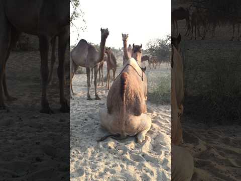 Camel breeding view in evening time at jungle