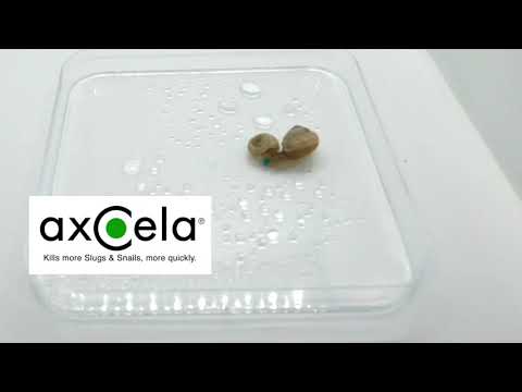 Axcela Snail Bait