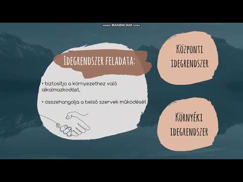 idegrendszer a pénisz idegrendszere