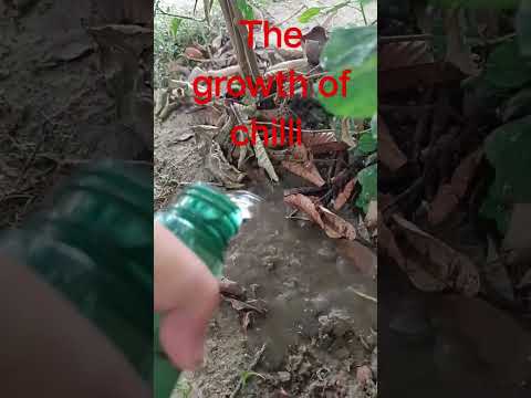 The growth of chilli 🌶️🌶️🌶️ #aryaman #garden