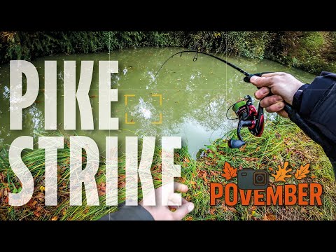 INSANE Pike Strike Right at My Feet! (POV Fishing Adventure)