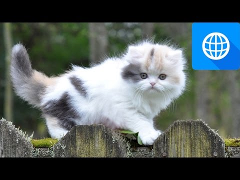 7 Smallest Cat Breeds