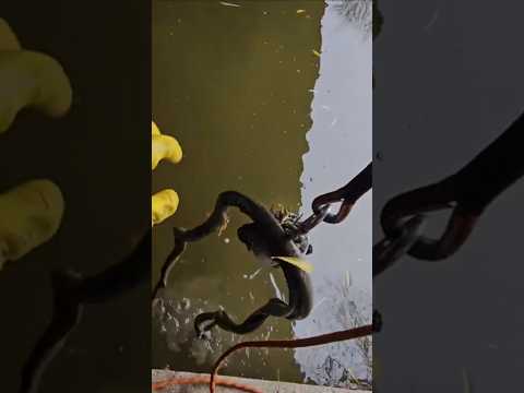 Sarpilii 🐍 #magnetfishing #youtubeshorts #fishing #magnet #hobby #reels #video #romania #top