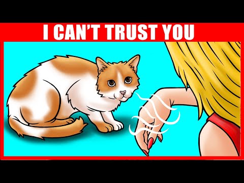 YouTube video about: Are doughnuts bad for cats?