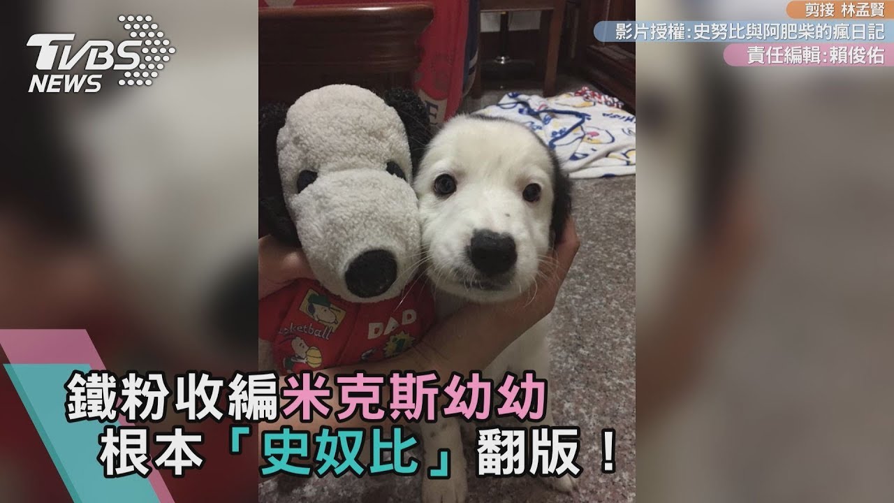 鐵粉收編米克斯幼幼 根本「史奴比」翻版!