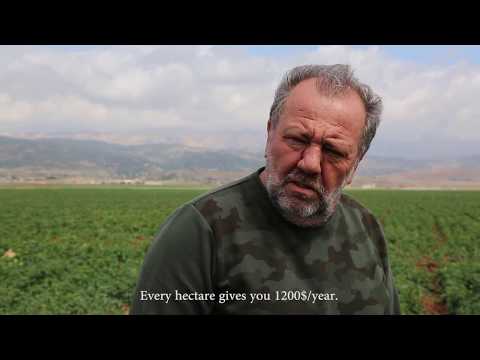 hashish bekaa-lebanon