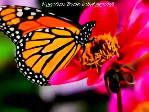 Giorgi Tsereteli - Pepela Exsclusive (შოთო სიხარულიძის ექსკლუზივი)