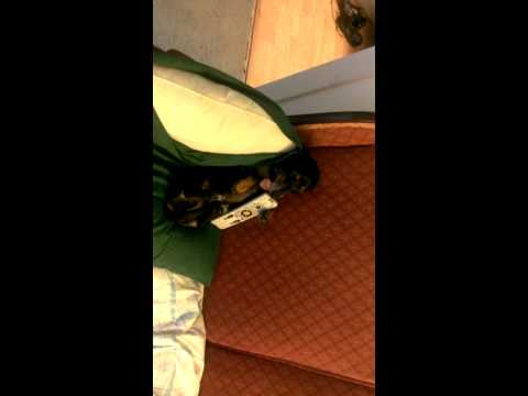 Dachshund watching Cops on tv