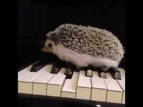 Hedgehog Plays Piano. Jazz Style!