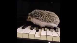 Hedgehog Plays Piano. Jazz Style!