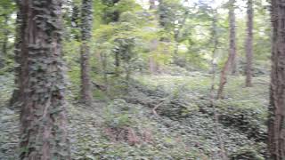 Caucasian Ovcharka Rescue Future Home (A look at the land)